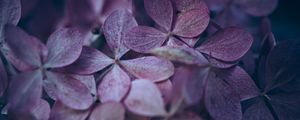 Preview wallpaper hydrangea, flowers, macro, petals, purple