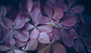 Preview wallpaper hydrangea, flowers, macro, petals, purple