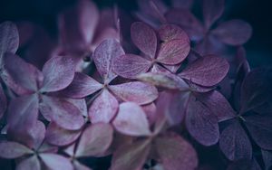 Preview wallpaper hydrangea, flowers, macro, petals, purple