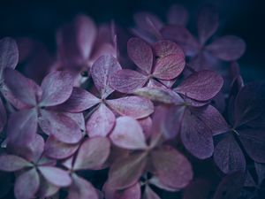 Preview wallpaper hydrangea, flowers, macro, petals, purple