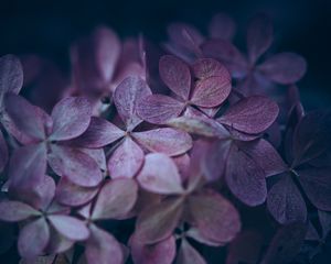 Preview wallpaper hydrangea, flowers, macro, petals, purple