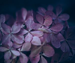 Preview wallpaper hydrangea, flowers, macro, petals, purple