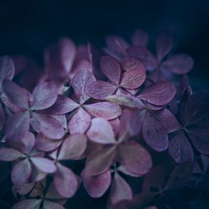 Preview wallpaper hydrangea, flowers, macro, petals, purple