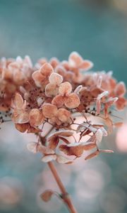 Preview wallpaper hydrangea, flowers, macro, plant, dry