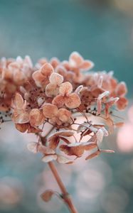 Preview wallpaper hydrangea, flowers, macro, plant, dry
