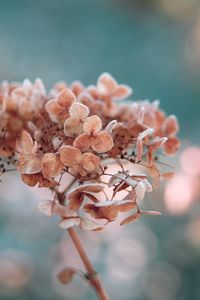 Preview wallpaper hydrangea, flowers, macro, plant, dry