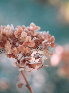 Preview wallpaper hydrangea, flowers, macro, plant, dry