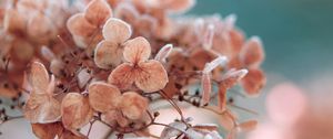 Preview wallpaper hydrangea, flowers, macro, plant, dry