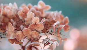 Preview wallpaper hydrangea, flowers, macro, plant, dry