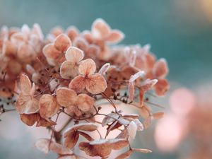 Preview wallpaper hydrangea, flowers, macro, plant, dry