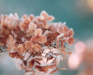 Preview wallpaper hydrangea, flowers, macro, plant, dry