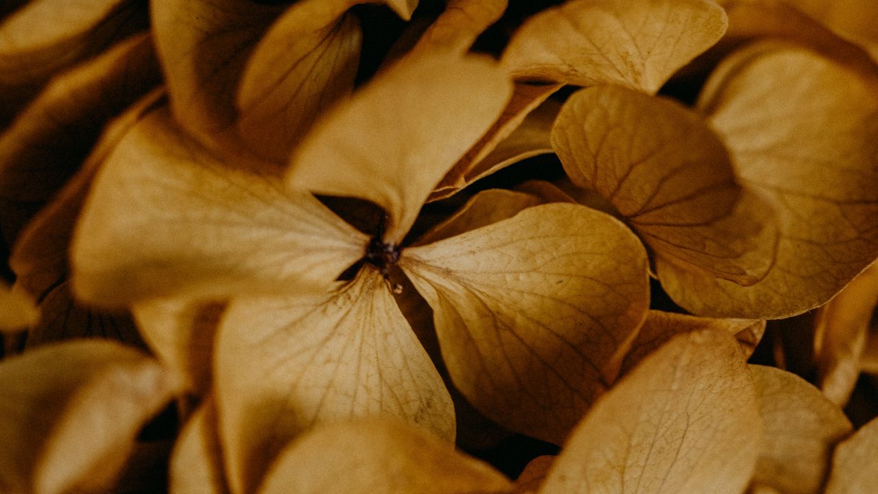 Wallpaper hydrangea, flowers, macro, brown, dry