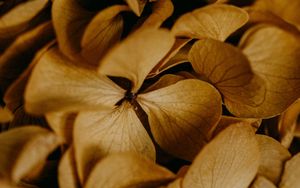 Preview wallpaper hydrangea, flowers, macro, brown, dry