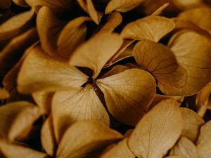 Preview wallpaper hydrangea, flowers, macro, brown, dry