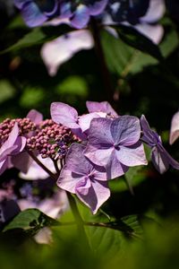 Preview wallpaper hydrangea, flowers, petals, inflorescences, purple