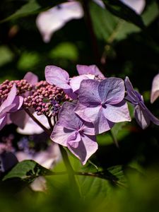 Preview wallpaper hydrangea, flowers, petals, inflorescences, purple