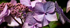 Preview wallpaper hydrangea, flowers, petals, inflorescences, purple