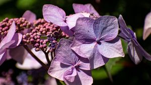 Preview wallpaper hydrangea, flowers, petals, inflorescences, purple