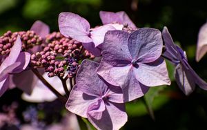 Preview wallpaper hydrangea, flowers, petals, inflorescences, purple
