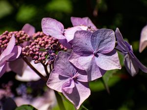 Preview wallpaper hydrangea, flowers, petals, inflorescences, purple