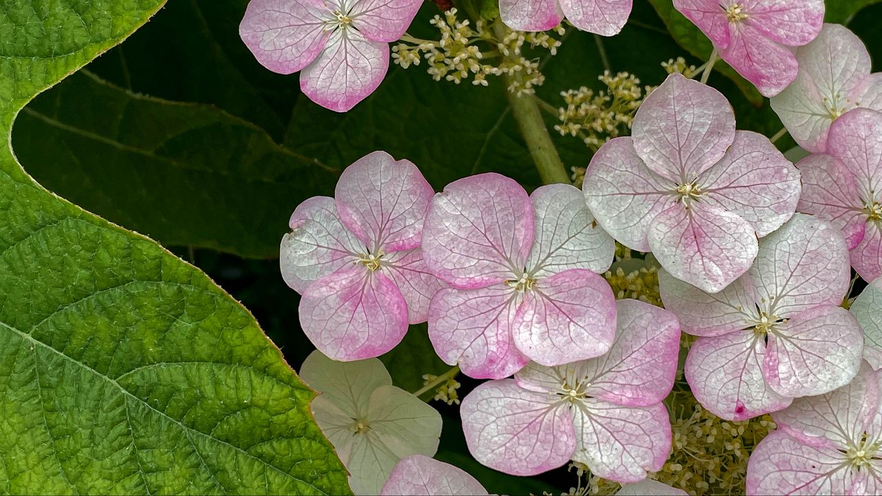 Wallpaper hydrangea, flowers, petals, pink