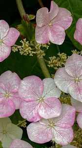 Preview wallpaper hydrangea, flowers, petals, pink