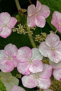 Preview wallpaper hydrangea, flowers, petals, pink