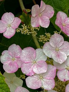 Preview wallpaper hydrangea, flowers, petals, pink