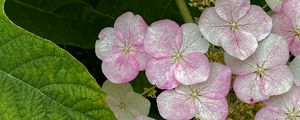 Preview wallpaper hydrangea, flowers, petals, pink