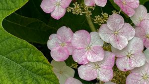 Preview wallpaper hydrangea, flowers, petals, pink