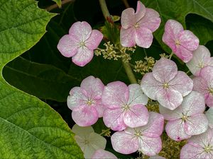 Preview wallpaper hydrangea, flowers, petals, pink