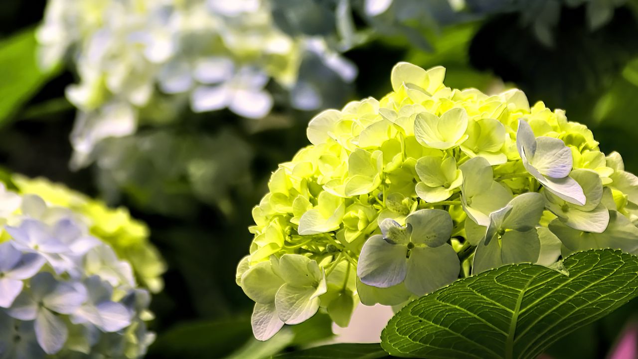 Wallpaper hydrangea, flowers, petals, yellow