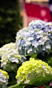 Preview wallpaper hydrangea, flowers, petals, yellow