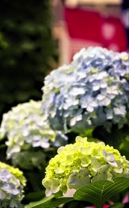 Preview wallpaper hydrangea, flowers, petals, yellow