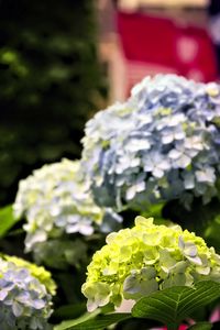 Preview wallpaper hydrangea, flowers, petals, yellow