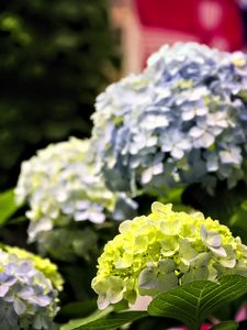 Preview wallpaper hydrangea, flowers, petals, yellow