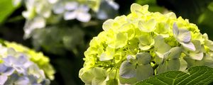 Preview wallpaper hydrangea, flowers, petals, yellow