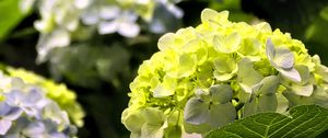 Preview wallpaper hydrangea, flowers, petals, yellow