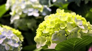 Preview wallpaper hydrangea, flowers, petals, yellow