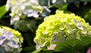 Preview wallpaper hydrangea, flowers, petals, yellow