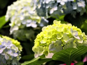 Preview wallpaper hydrangea, flowers, petals, yellow