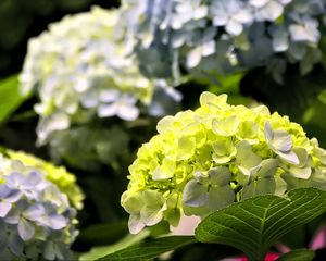 Preview wallpaper hydrangea, flowers, petals, yellow