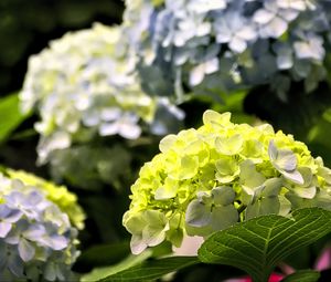 Preview wallpaper hydrangea, flowers, petals, yellow