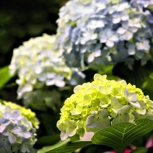 Preview wallpaper hydrangea, flowers, petals, yellow