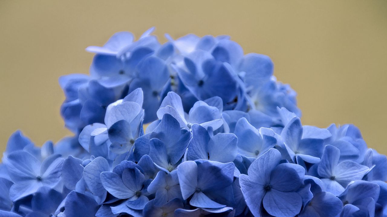 Wallpaper hydrangea, flowers, petals, blue, inflorescence