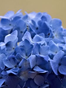 Preview wallpaper hydrangea, flowers, petals, blue, inflorescence