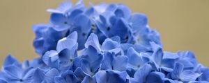 Preview wallpaper hydrangea, flowers, petals, blue, inflorescence