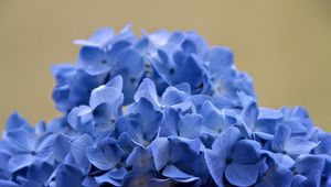 Preview wallpaper hydrangea, flowers, petals, blue, inflorescence