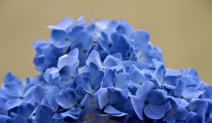 Preview wallpaper hydrangea, flowers, petals, blue, inflorescence