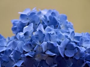 Preview wallpaper hydrangea, flowers, petals, blue, inflorescence